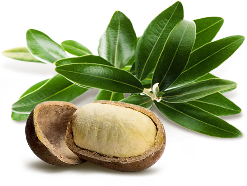 Copaiba e Cupuacu